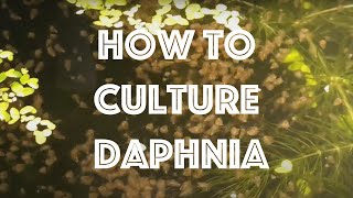 How To Culture Daphnia Magna [upl. by Ettelrahc280]