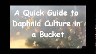 How to culture daphnia outside [upl. by Enom]