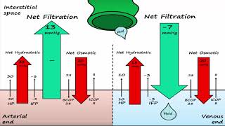 Capillary Exchange amp Edema [upl. by Annahoj496]