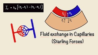 Fluid Exchange in Capillaries  Starling Forces  Capillary Filtration  General Physiology [upl. by Dovev990]