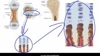 Endochondral Ossification [upl. by Enyawad533]