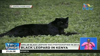 Rare occurrence as black leopard is spotted in Laikipia County [upl. by Bonne]