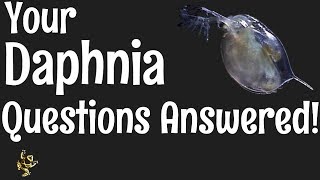 Daphnia Questions Answered [upl. by Eerej]