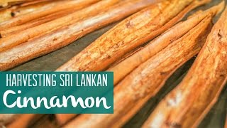 Where Cinnamon Comes From [upl. by Ynnam]