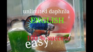 daphnia moina culture Easy way Unlimited production English  with sub Green water Chlorella [upl. by Kolk312]