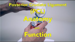 ACL Injury Basics from the Expert  Dr Pat Connor [upl. by Oiram291]