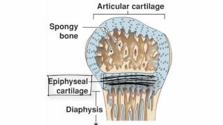 Endochondral Ossification by Kevin Petti PhD [upl. by Finegan]