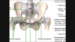 The Sacroiliac Joint Part 1  Major Ligaments amp Structures [upl. by Ubald]