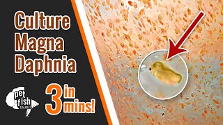 How to culture DAPHNIA MAGNA  The easy way [upl. by Eckel]