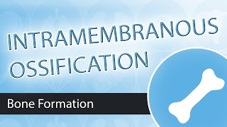 Intramembranous Ossification [upl. by Notned]