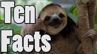 10 Sloth Tidbits [upl. by Audres]