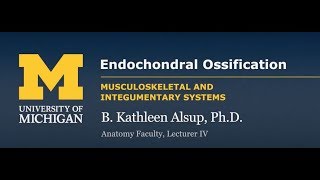 Skeletal System Endochondral Ossification [upl. by Clayson171]