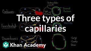 Three types of capillaries  Circulatory system physiology  NCLEXRN  Khan Academy [upl. by Hamlani144]