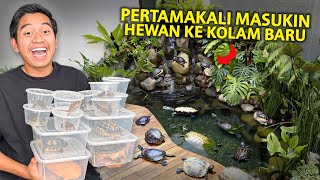 PERTAMAKALI MASUKIN PULUHAN KURAKURA KE KOLAM BARU [upl. by Aneele]