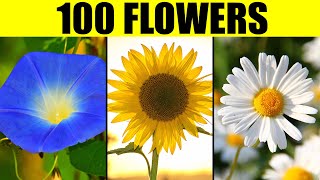 FLOWERS of the World  Names of 100 Different Types of Flowers [upl. by Wesle]