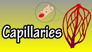 Capillaries  What Are Capillaries  Functions Of Capillaries [upl. by Edroi]