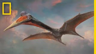 Pterosaurs 101  National Geographic [upl. by Zingale]