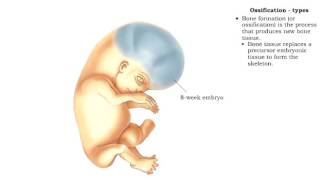 Bone formation  Ossification [upl. by Ainitsirk]