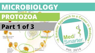 Protozoa  Microbiology  USMLE STEP 1  Part 1 of 3 [upl. by Aylward73]