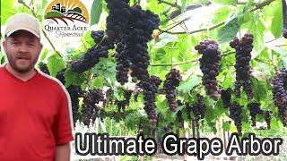 The Ultimate Grape Arbor  Tips on Building a Grape Arbor at Home [upl. by Rinum]