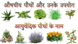 औषधीय पौधों और उनके उपयोग  Ayurvedic Plants Information In Hindi  आयुर्वेदिक पौधों के नाम [upl. by Sidwell]