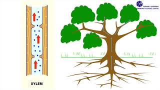 Capillary Action [upl. by Parker]