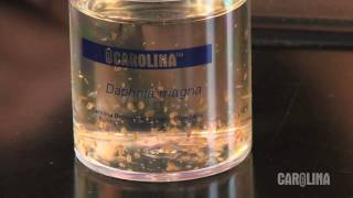 How to Care for Daphnia [upl. by Auohp]