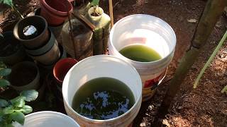 How to grow Green Water Algae [upl. by Adaven]