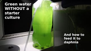 Green Water WITHOUT a Starter Culture  From Scratch  How To [upl. by Germaun]