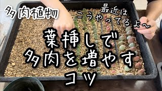 【多肉植物】エケベリアを葉挿しで増やすコツ [upl. by Munson597]