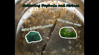 How To Culture Daphnia and Moinas using Green Water Spirulina powder [upl. by Christianna756]