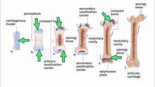 6 Ossification [upl. by Atnahc]