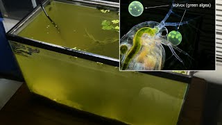 Raising Daphnia for the Freshwater Aquarium [upl. by Jemine875]