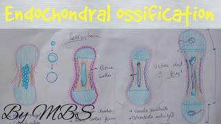 Endochondral ossification  easy explaination [upl. by Whitman]