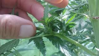 Dealing with hermaphrodite cannabis plants [upl. by Cuthbert771]