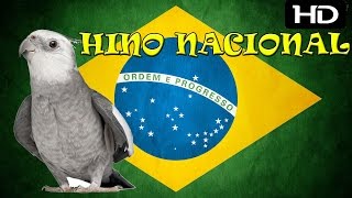 Hino Nacional Para Treinamento de Calopsitas  2 Horas [upl. by Anitsirt]