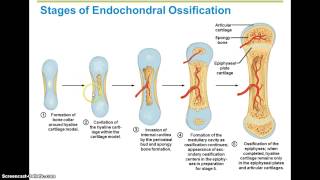 Ossification Steps [upl. by Podvin]